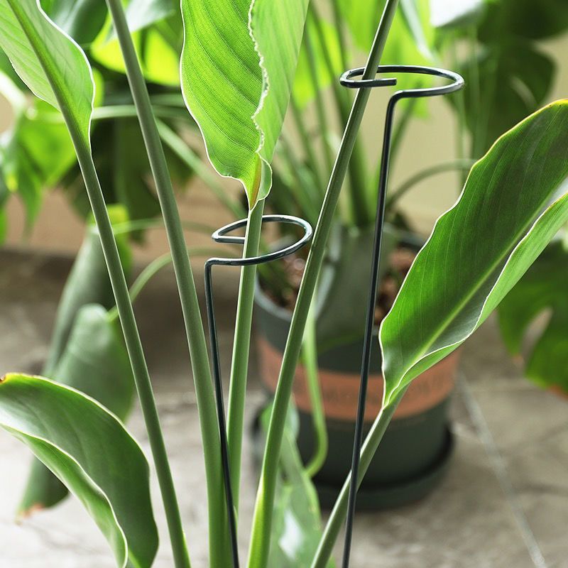 1/10 個ガーデンサポートステークリング金属単一茎植物低木 - Gardening Tools For Vines のレビューと価格