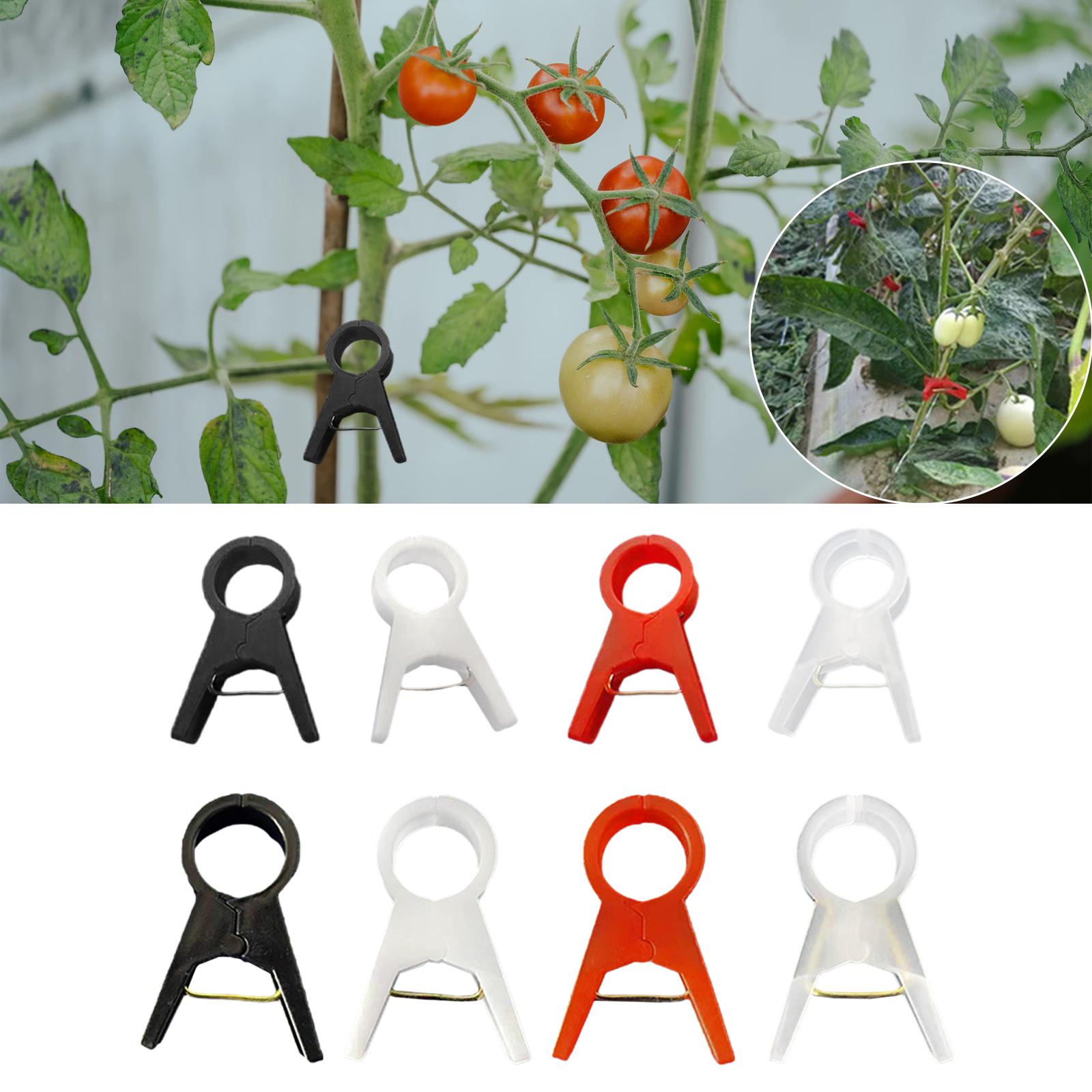 100x 植物サポートクリップ垂直園芸ツールキュウリブドウつ - Gardening Tools For Vines のレビューと価格