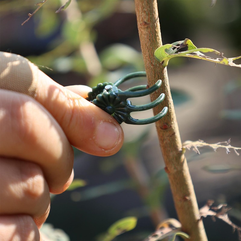 卸売ミニ植物サポートクリップ、庭の花、蘭、つる性植物用固定ク - Gardening Tools For Vines のレビューと価格