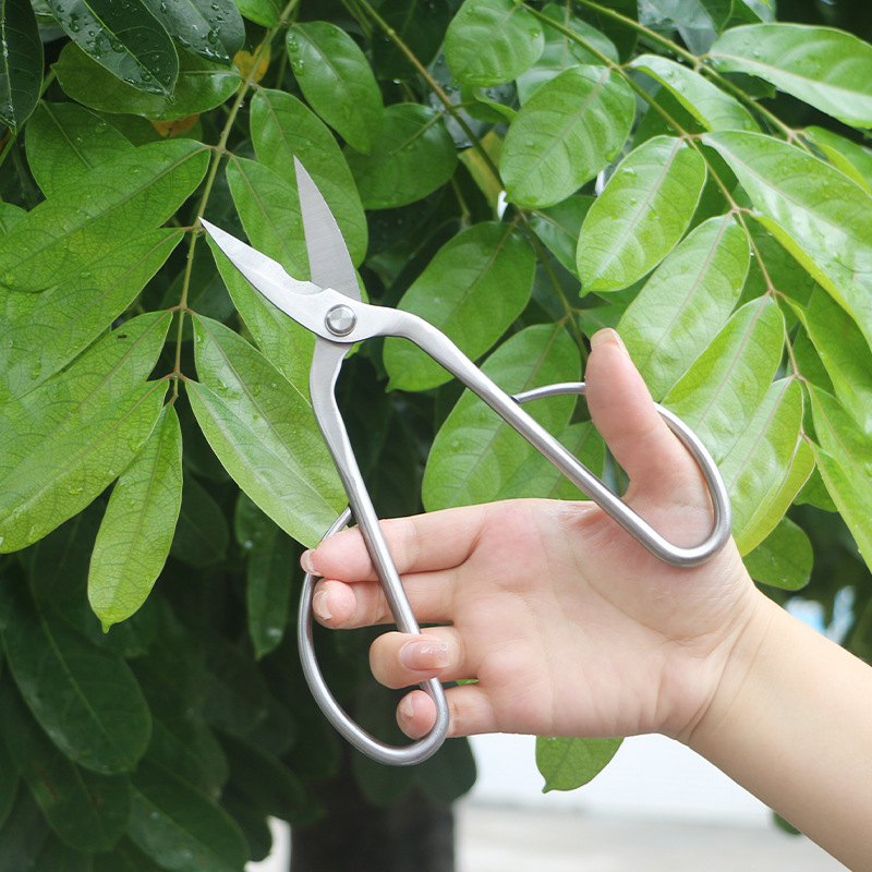オールスチール製の園芸用鋏、葉、芽、花用鋏、家庭用花盆栽鋏、 - Bonsai Tool Set のレビューと価格