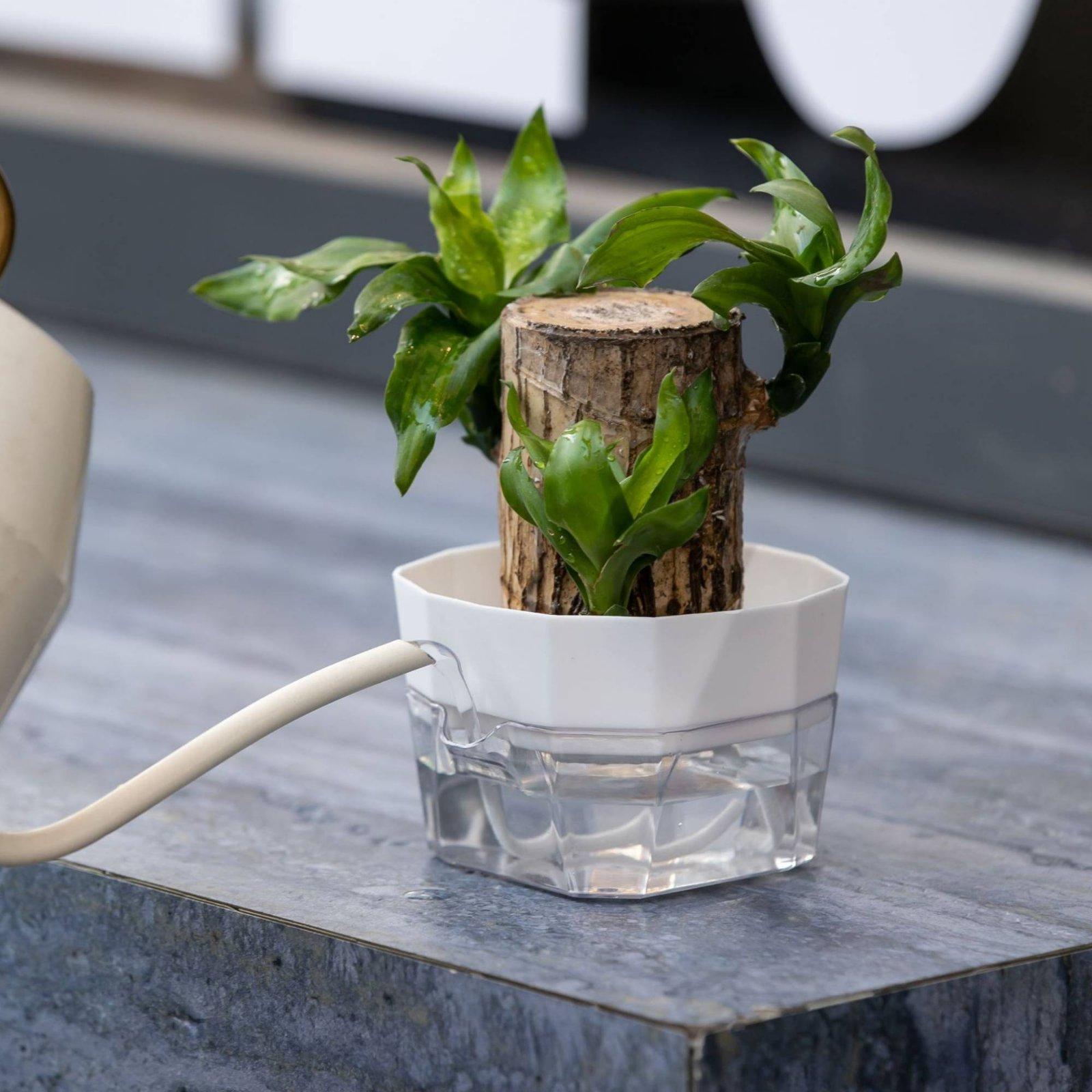 水耕栽培用花瓶 二層式自動給水プランター 透明PET製植木鉢 - Self-Watering Planter のレビューと価格
