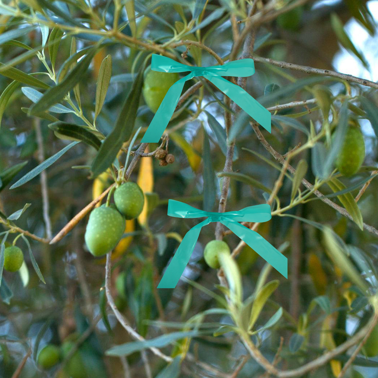 2巻入りガーデンタイテープ 伸縮性のある再利用可能な植物固定 - Grafting Tape のレビューと価格