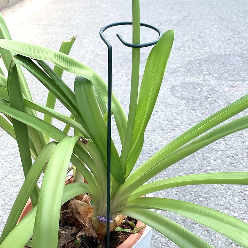 1-10 個金属単一幹植物低木ホルダーガーデンサポートステー - Gardening Tools For Vines のレビューと価格