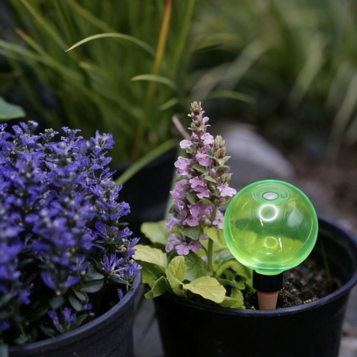 3個入り大型植物自動給水グローブ、プラスチック製水球、自動給 - Self-Watering Planter のレビューと価格