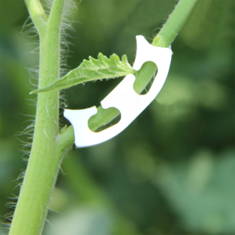 さまざまな茎を持つ保持クリップ,庭の植物を固定するためのバッ - Gardening Tools For Vines のレビューと価格