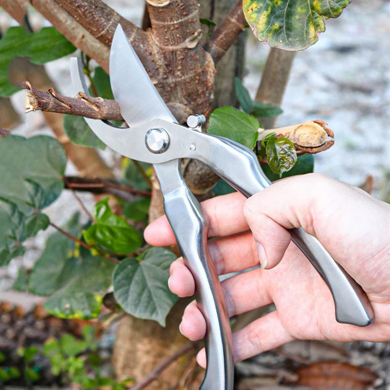 オールステンレス製のプロ用園芸剪定鋏、樹木の枝の剪定、果物の - Bonsai Tool Set のレビューと価格
